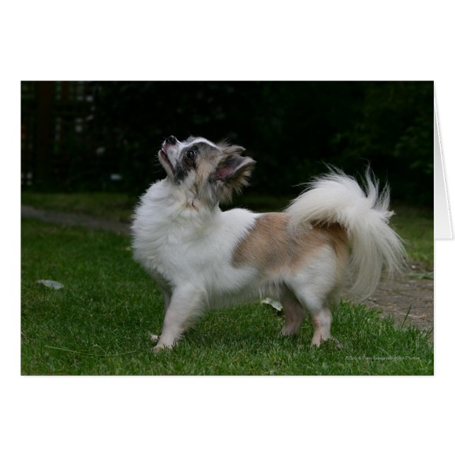 Cartão Long Haired Chihuahua olhando para a câmera (Frente Horizontal)