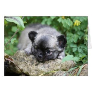 Cartão Long Haired Chihuahua Puppy