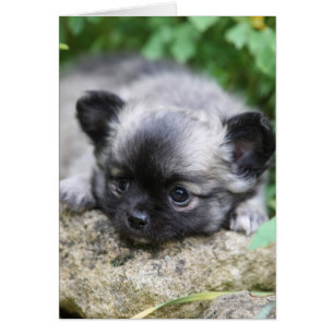 Cartão Long Haired Chihuahua Puppy
