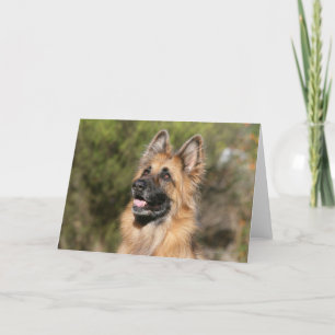Cartão Long Haired German Shepherd 1