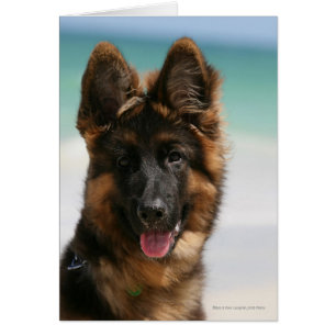 Cartão Long Haired German shepherd Beach