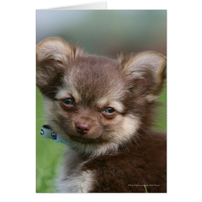 Cartão Longhaired Chihuahua Puppy Olhando para a câmera (Frente)