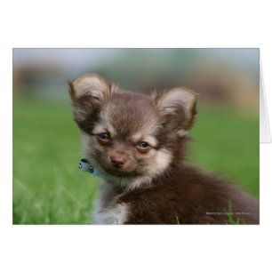 Cartão Longhaired Chihuahua Puppy Olhando para a câmera