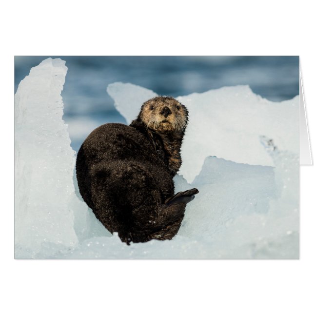 Cartão Lontra do mar em repouso (Frente horizontal)