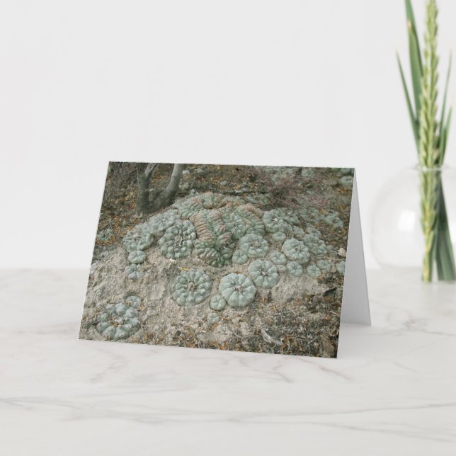 Cartão Lophophora williamsii - Peyote (Frente)