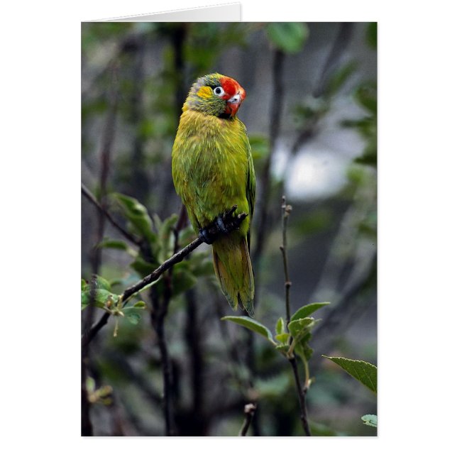 Cartão Lorikeet variado, Austrália (Frente)