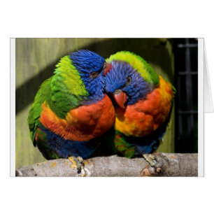 Cartão Lorikeets no amor