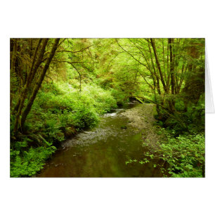 Cartão Lost Man Creek I no Parque Nacional Redwood