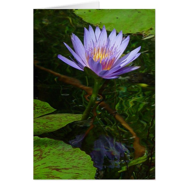 Cartão Lotus (Frente)