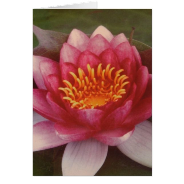 Cartão Lotus Blossom - Por Logan Guinn (Frente)