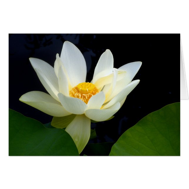 Cartão Lotus Branco (Frente Horizontal)