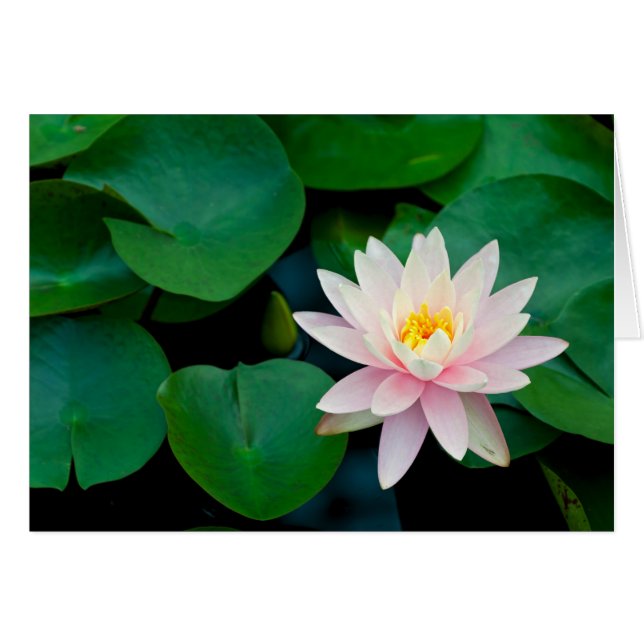 Cartão Lotus Flower e Lily Pads (Frente Horizontal)