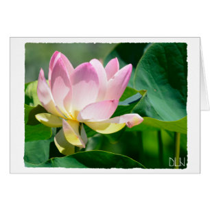 Cartão Lotus Flower/Floral Art/