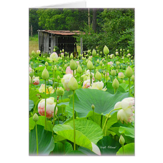 Cartão Lotus Pond Cheio de Flores Sanguíneas