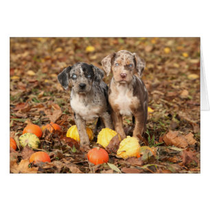 Cartão Louisiana Catahoula Puppies Com Pumpkins