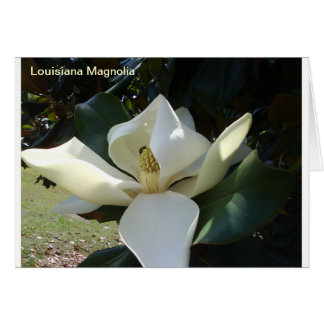 Cartão Louisiana Magnolia