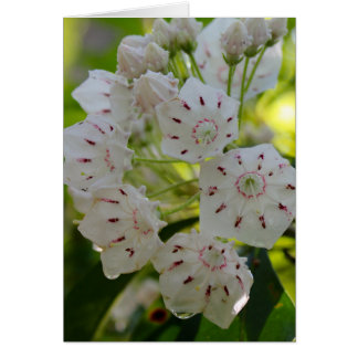 Cartão Louro de montanha, após a chuva