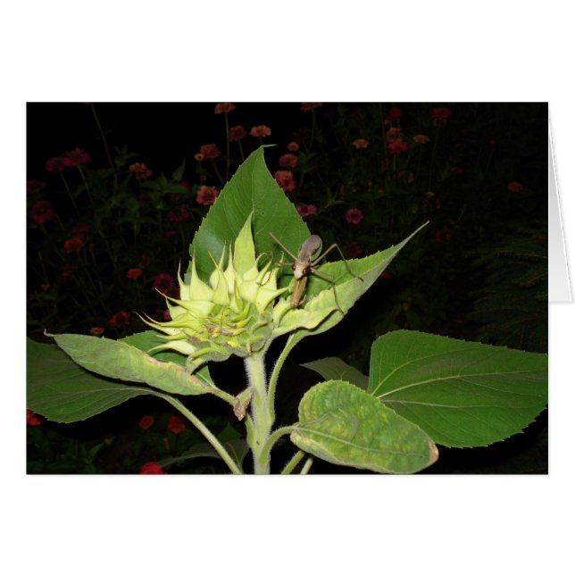 Cartão Louva-a-deus Praying no girassol (Frente Horizontal)