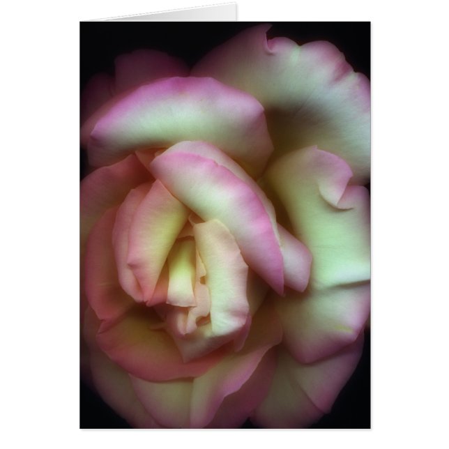 Cartão <Love is a Rose>por Nathan Griffith (Frente)