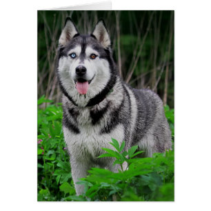 Cartão Love Siberian Husky Puppy Dog - Vazio