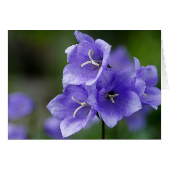 Cartão Lovely Bellflower Campanula (Frente Horizontal)