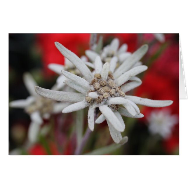 Cartão Lovely Edelweiss Leontopodium nivale (Frente Horizontal)