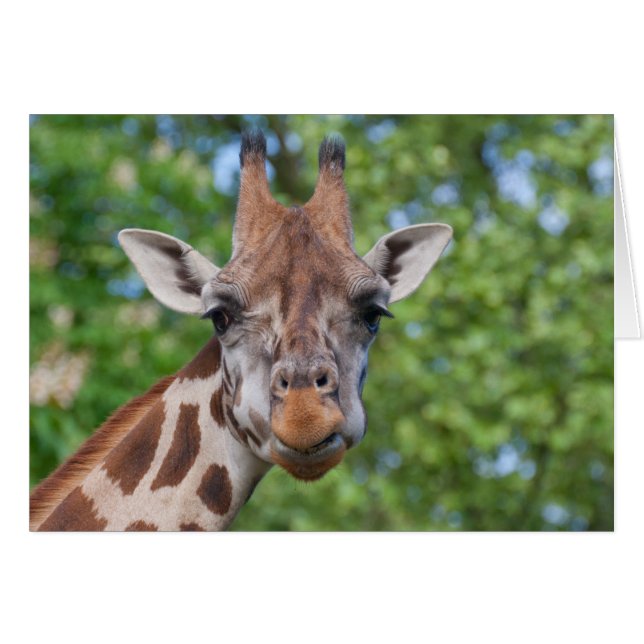 Cartão Lovely Giraffe Portrait (Frente Horizontal)