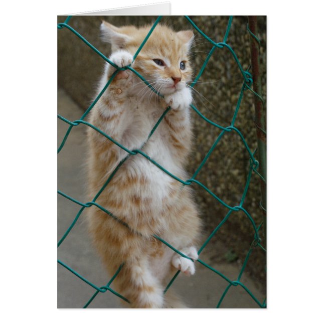 Cartão Lovely Orange Tabby Baby (Frente)