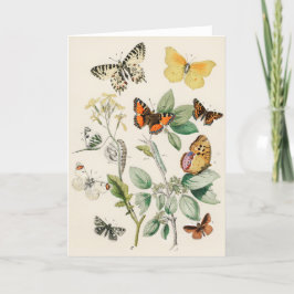 Cartão Lovely vintage illustration of butterflies