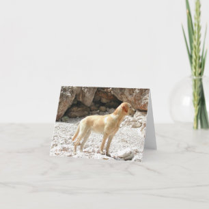 Cartão LR amarelo cheio