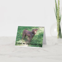 LR chocolate lab amor com imagem