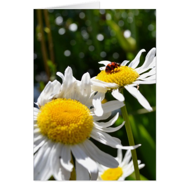 Cartão Lucky Ladybug (Frente)