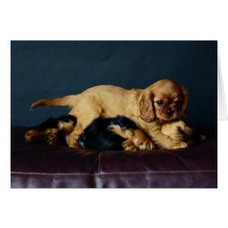 Cartão Lucy que bate acima seu irmão