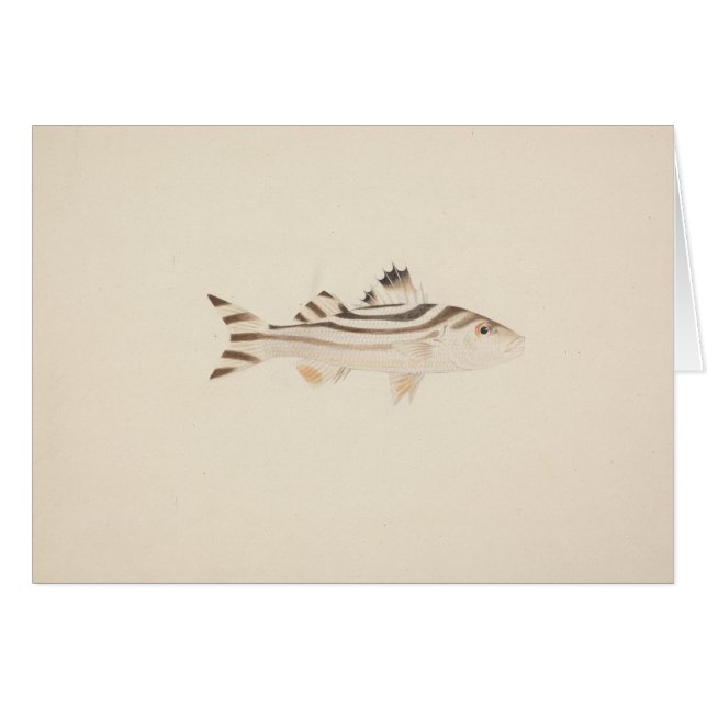 Cartão Luigi Balugani - Peixes Não Identificados (Frente Horizontal)