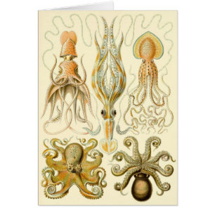 Cartão Lula Polvo Gamochonia Vintage por Ernst Haeckel