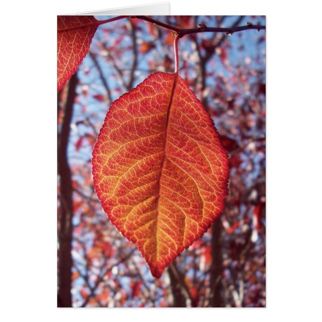 Cartão Luminosidade vibrante (Frente)