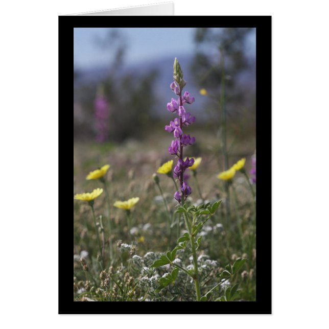 Cartão Lupine do deserto (Frente)