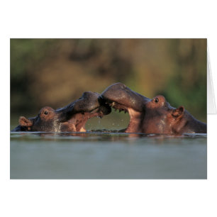 Cartão Luta Hippos (Hippopotamus Amphibius)