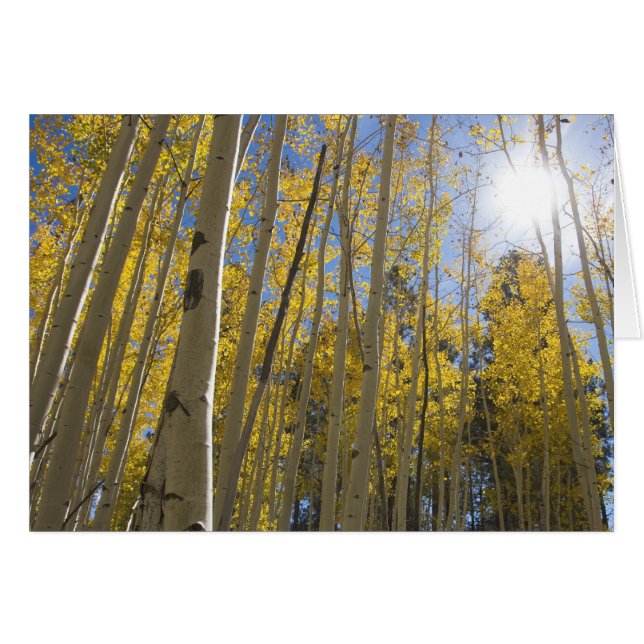 Cartão Luz através do Aspen (Frente Horizontal)