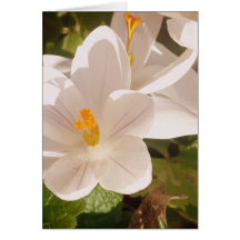 Luz branca apodrecida