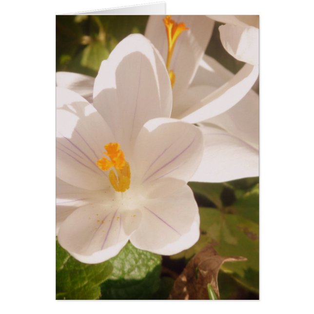 Cartão Luz branca apodrecida (Frente)