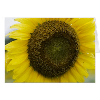 Cartão Luz do sol do verão