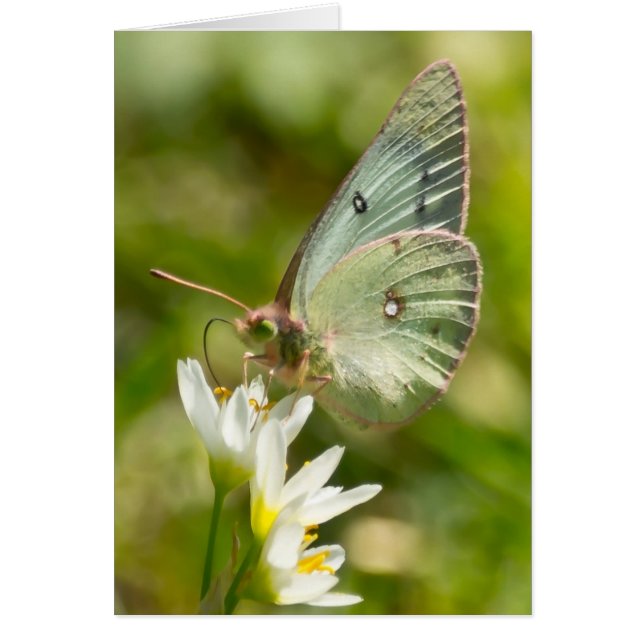 Cartão Luz verde sobre Roupa de alho e presentes falsos (Frente)
