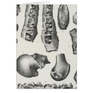 Cartão LV Coryphodon simus