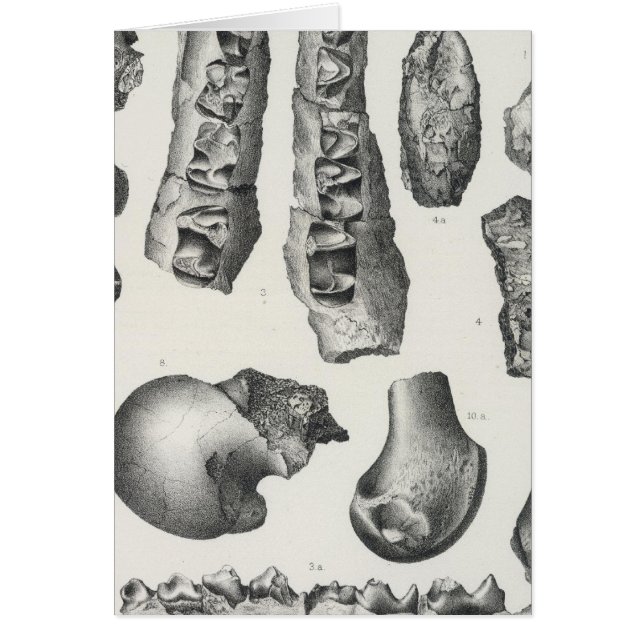 Cartão LV Coryphodon simus (Frente)