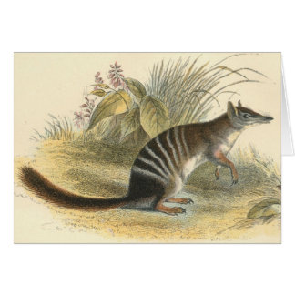 Cartão Lydekker - Formiga-Comedor unido - Numbat