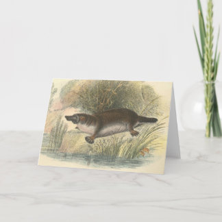 Cartão Lydekker - Platypus