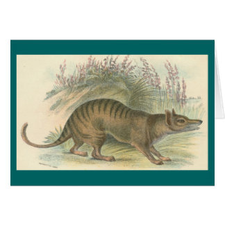 Cartão Lydekker - Thylacine - tigre tasmaniano