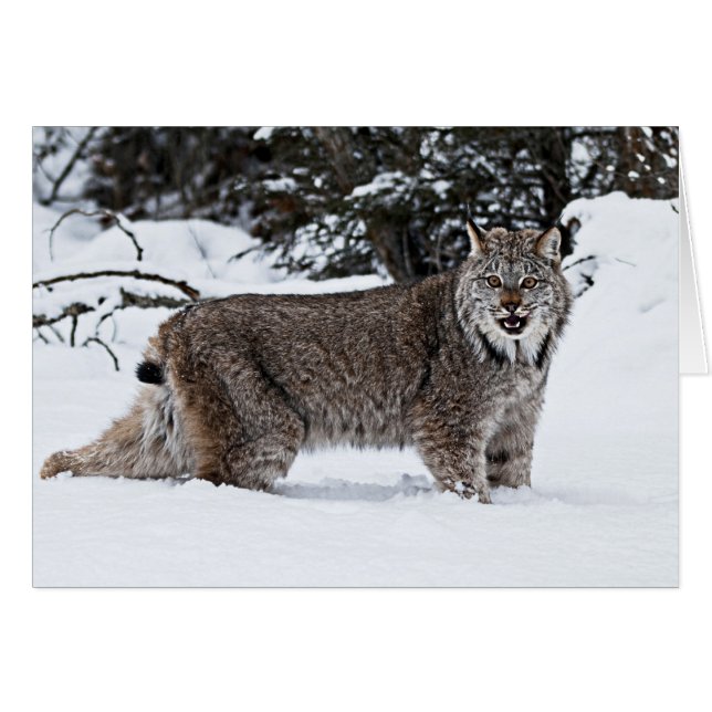 Cartão Lynx canadense na neve (Frente Horizontal)