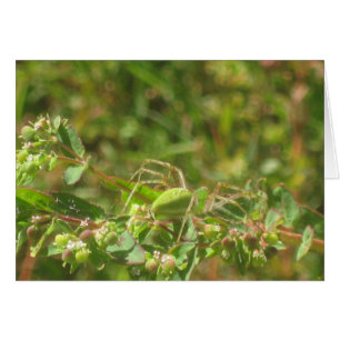 Cartão Lynx Spider